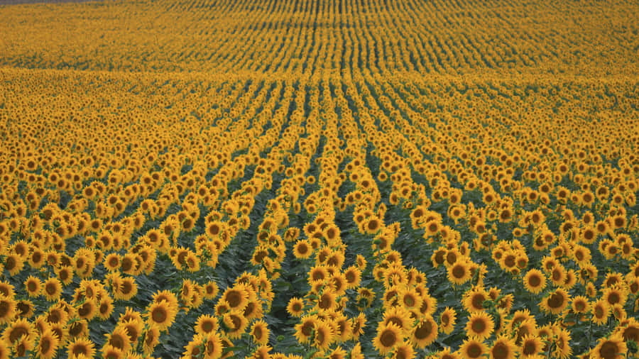 Frühlingswiesen2400 x 1348 Hintergrundbild