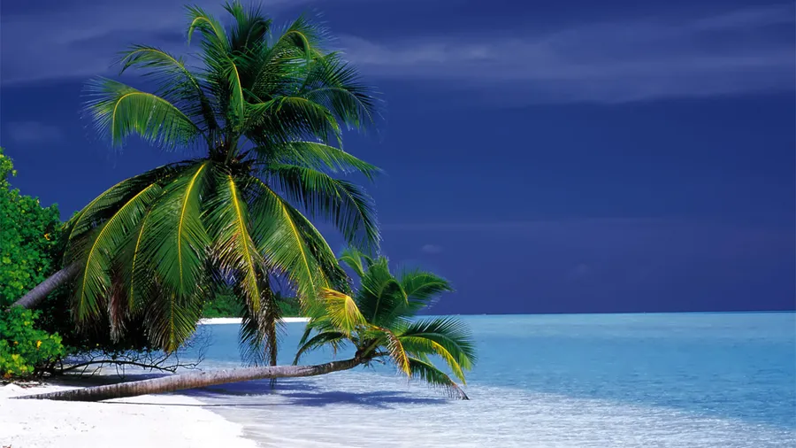 Palm Tree Desktop