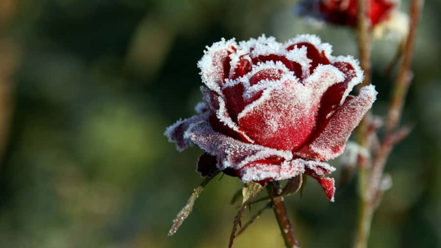 Vinterblomster1601 x 900 tapet.