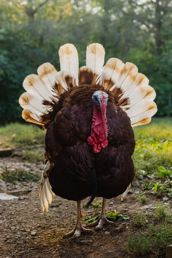 Turkey Background