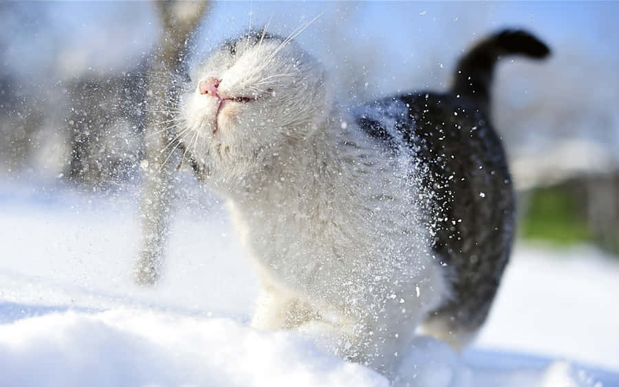 Gatoem um fundo de neve