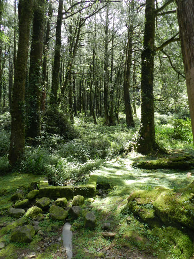 Caminho Iluminado pelo Sol na Floresta Encantada