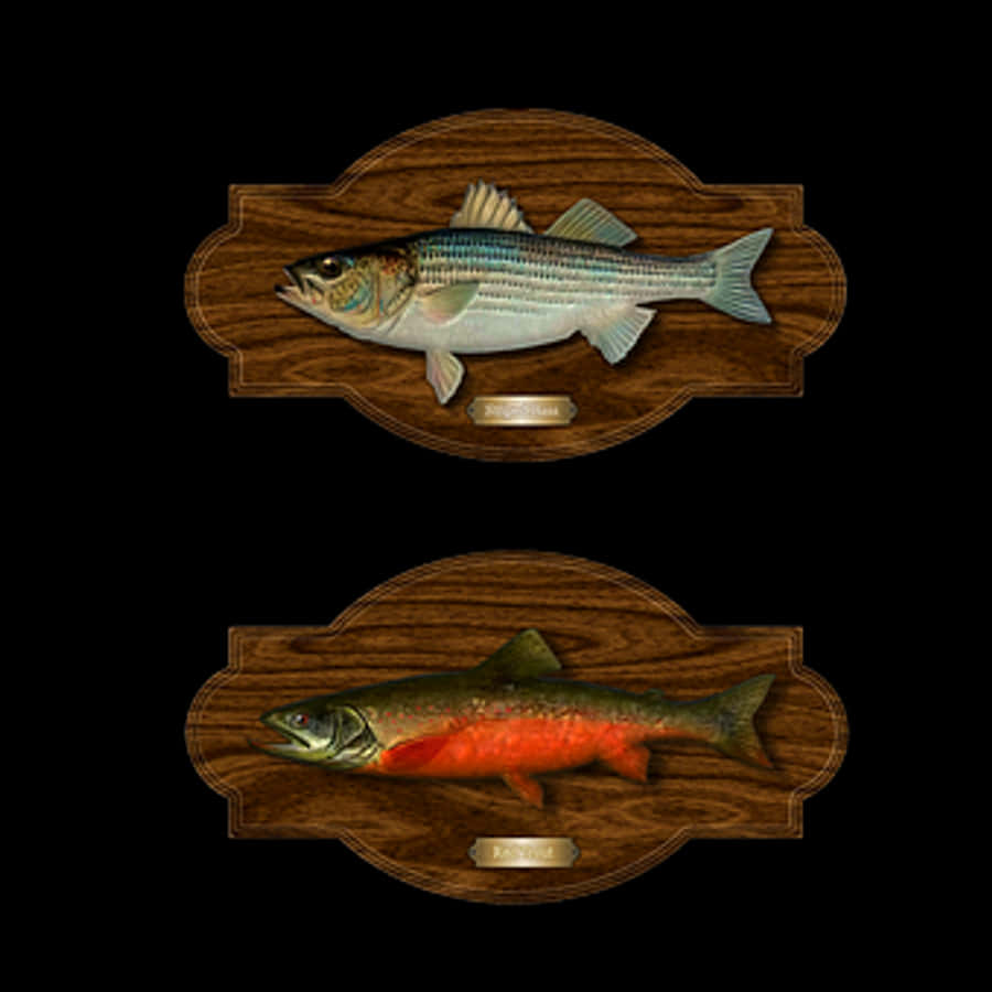 Mounted Fish Trophies