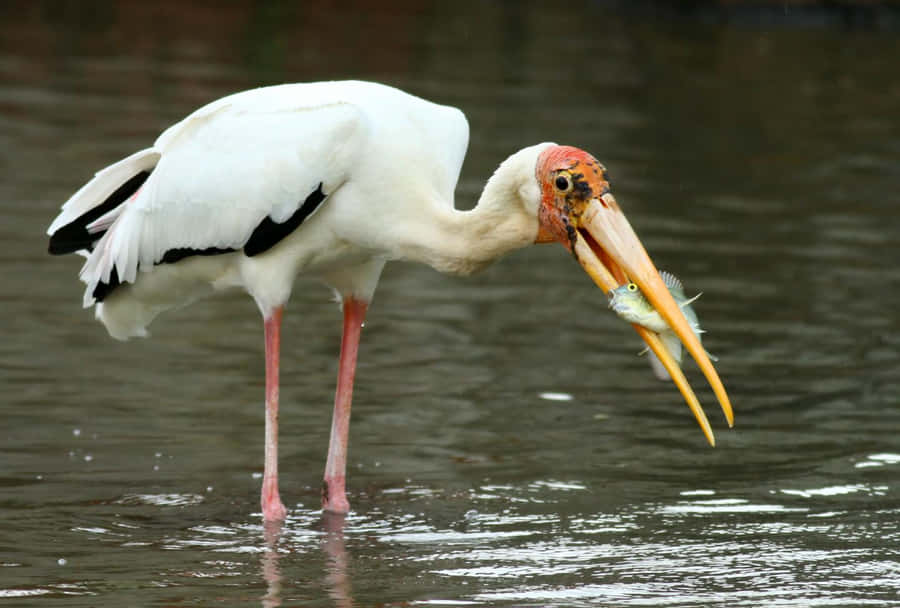 Cegonha Pegando Peixe