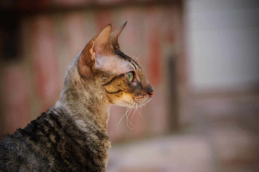 CornishRex 2124 x 1411 baggrundsbillede