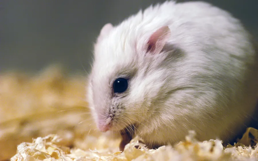 Hamster