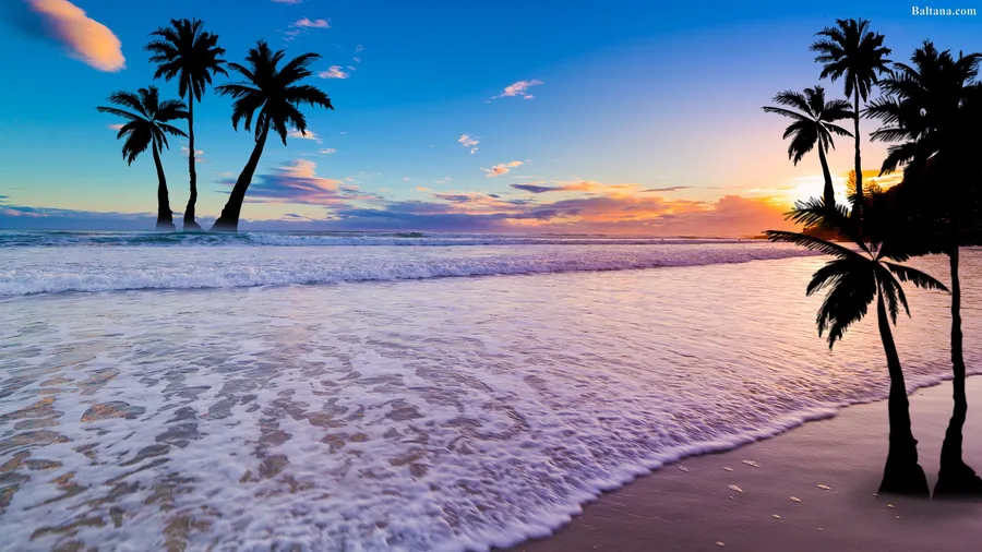 Palm Tree Desktop