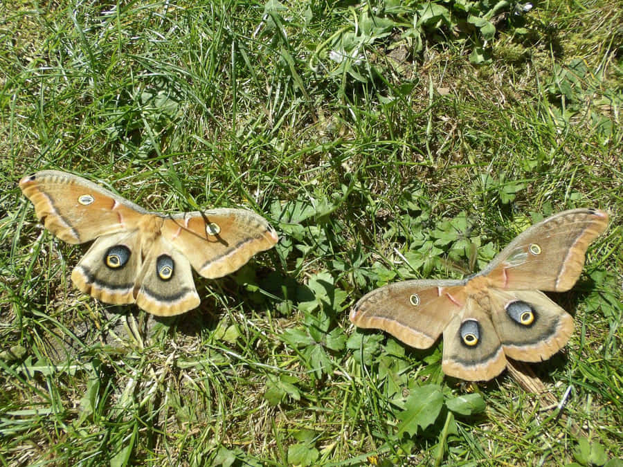 Polyphemus Motten im Gras