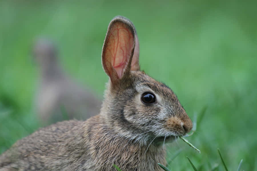 Coelho Cottontail na Grama