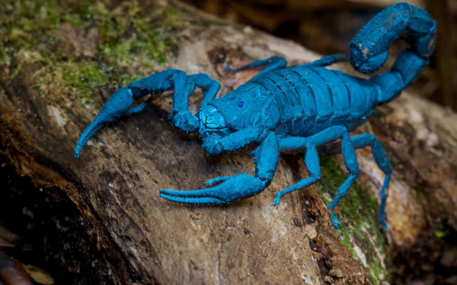 Nonsottovalutare la forza di questo scorpione.