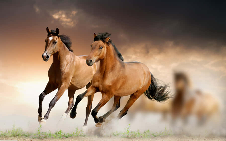 BraunesPferd 5120 x 3200 Hintergrundbild
