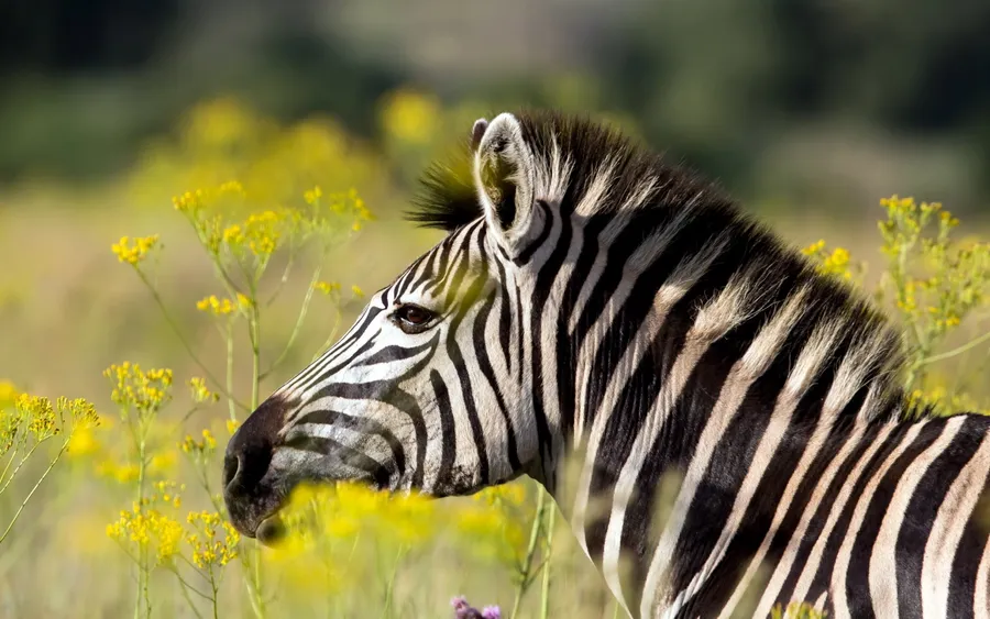 Zebra pictures