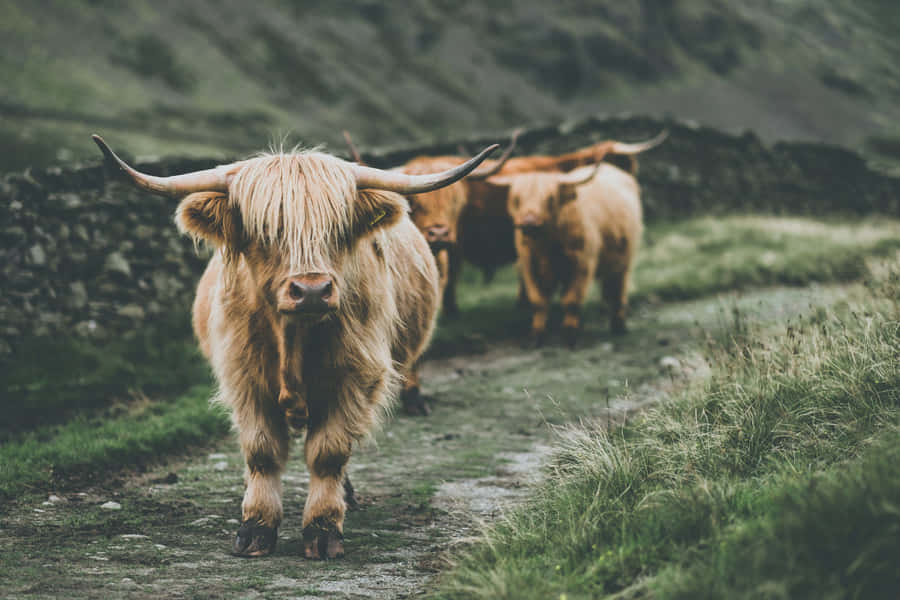 Maestoso Manzo delle Highlands nel suo Habitat Naturale