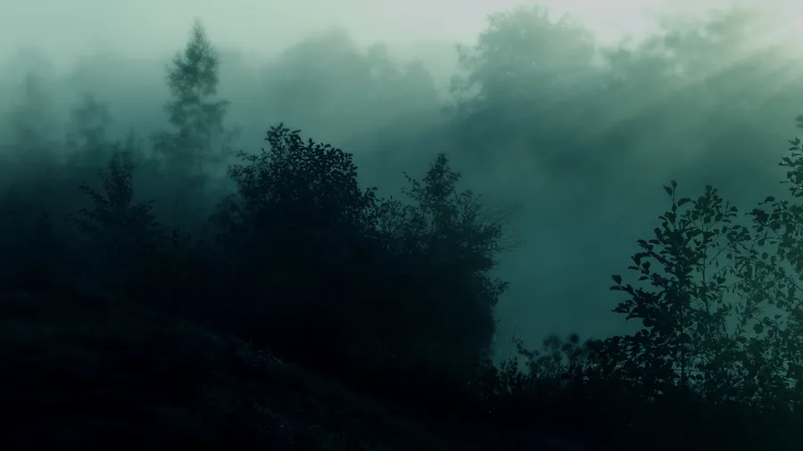Dark Forest Background