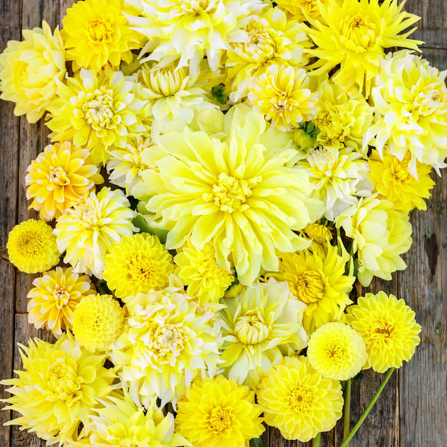enflok gule blomster