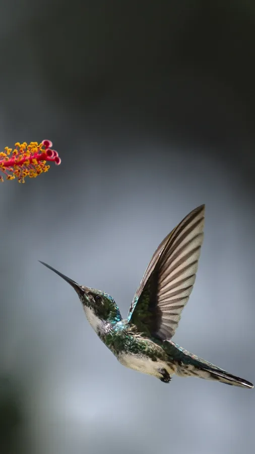 Bird Iphone