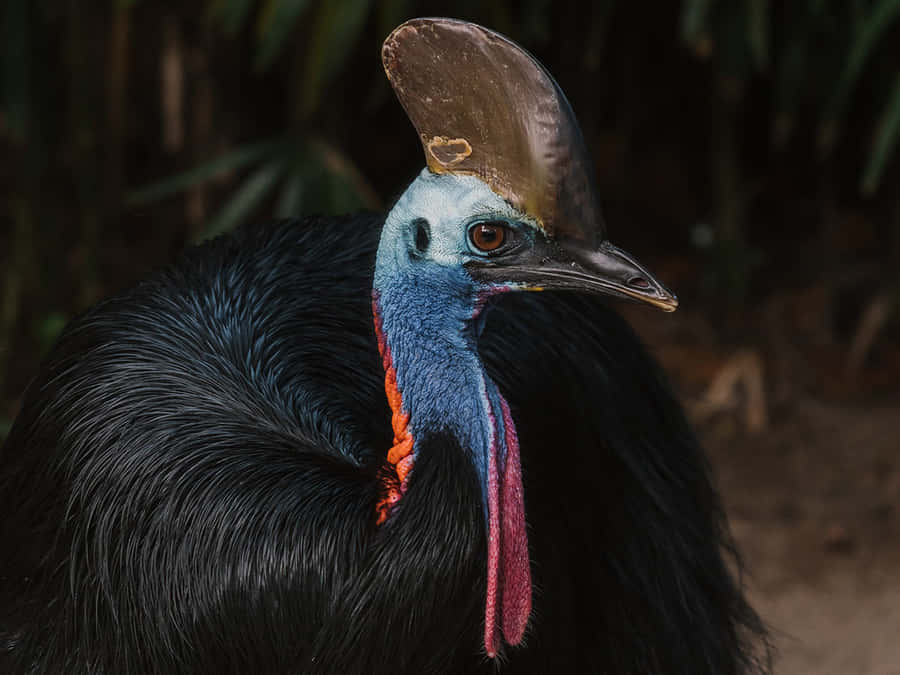 Cassowary Porträt im Lebensraum.jpg