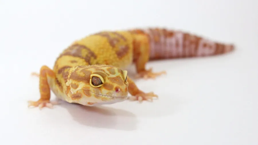 Leopard Gecko