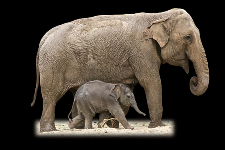 Mother Elephantand Calf Walking