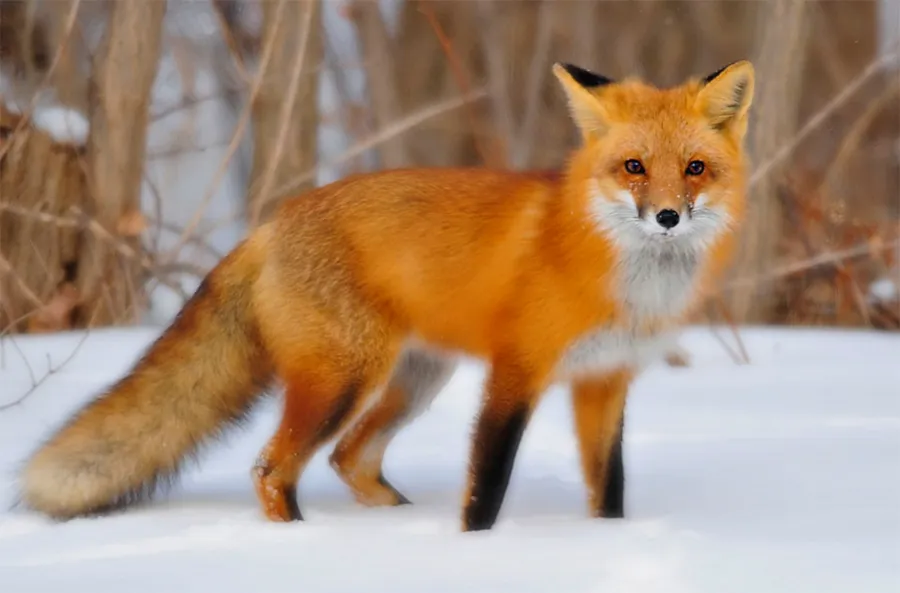 Fox pictures