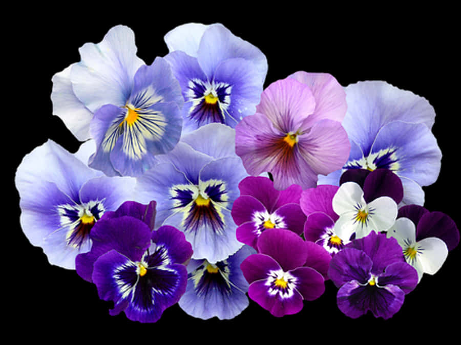 Vibrant_ Pansy_ Collection