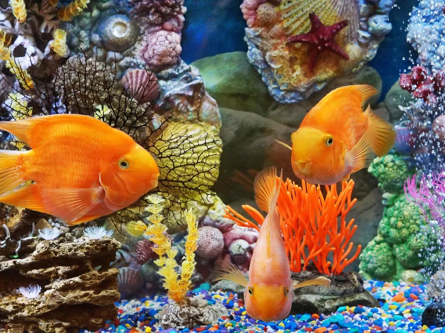 Hd Fish