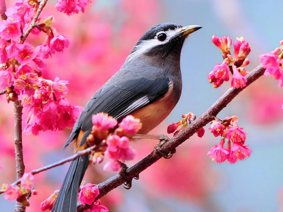 Spring Desktop background