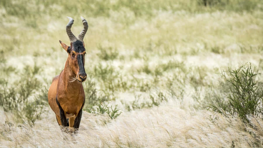 Hartebeest Står Högt i Gräsmark