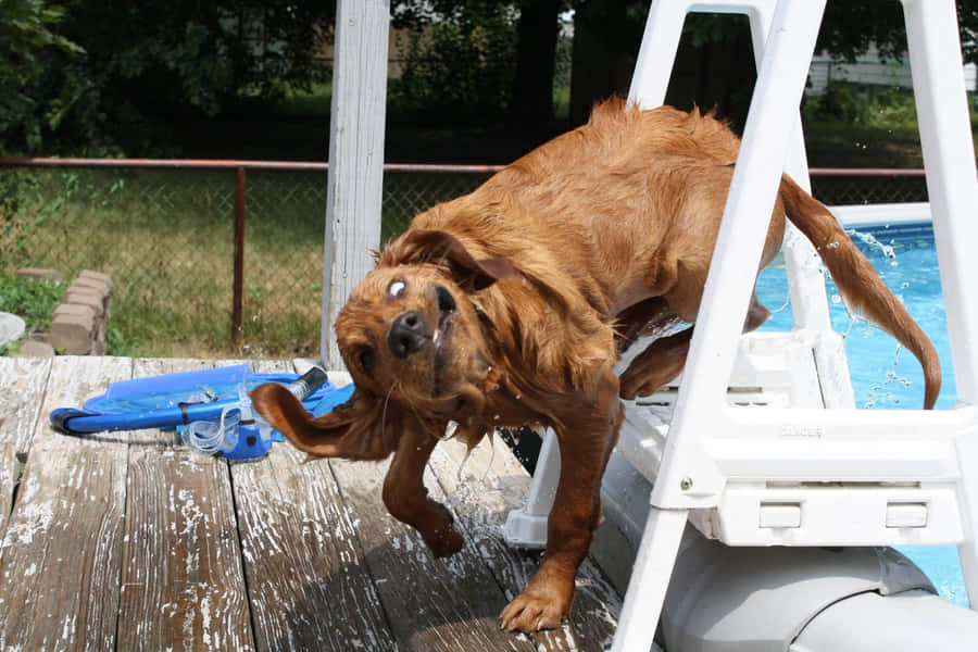Denne sjove hund vil bare gerne have lidt opmærksomhed!