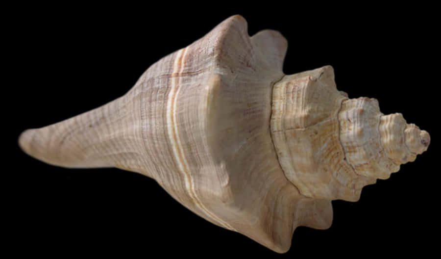 Spiral Seashell Isolatedon Black