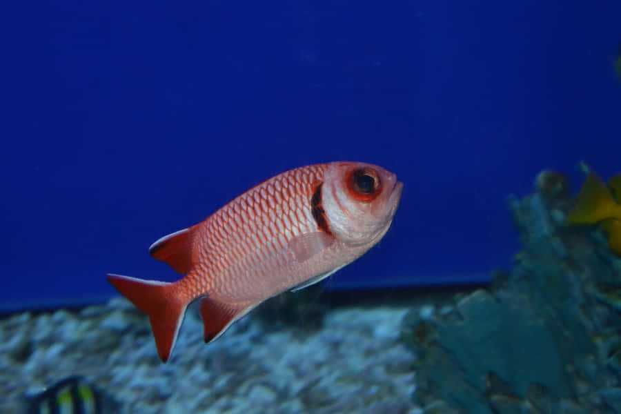 Pesce Soldato Rosso in Scena Sottomarina