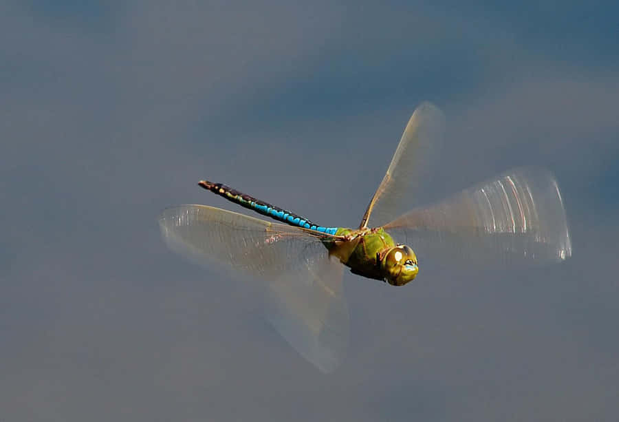 DrachenfliegenBilder