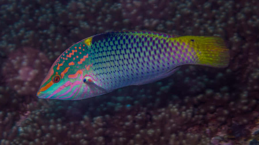 Pesce Wrasse Vibrante in Habitat Corallino Lussureggiante