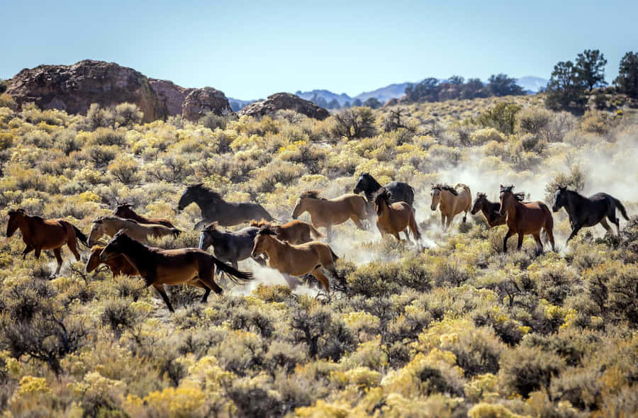 Imagensde Cavalos Selvagens no Vale Árido de Minério