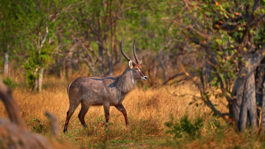 Habitat Natural do Waterbuck