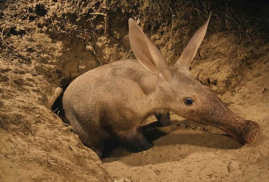 Tatu Aardvark em Toca