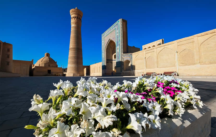 Petuniorvid moskéerna i Bukhara.