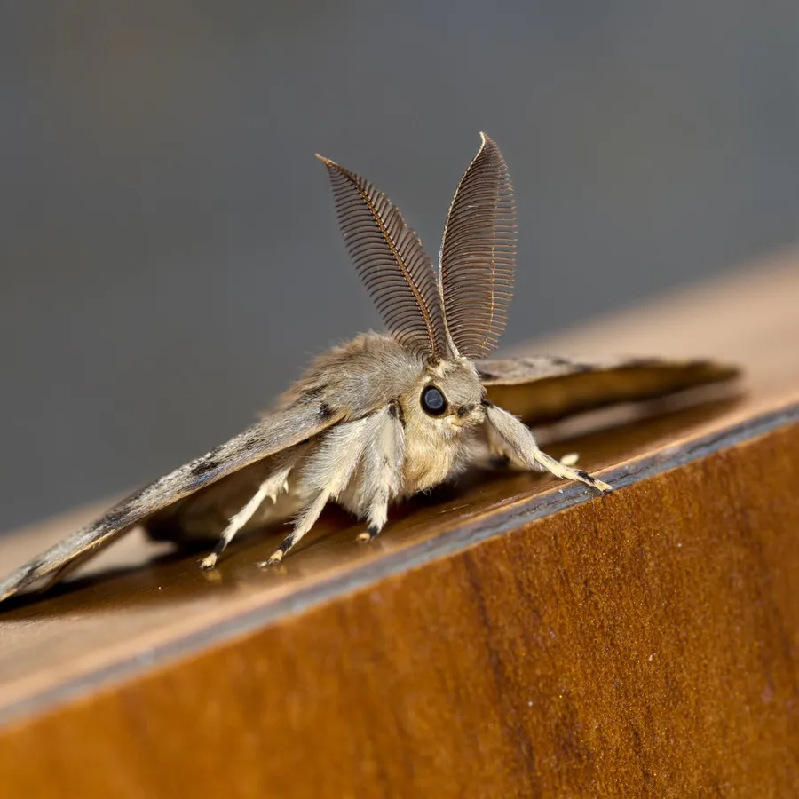 moth pictures