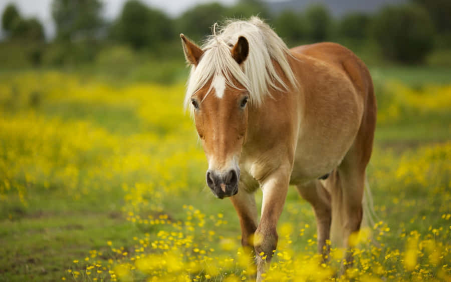 Palomino Pferd im Gelben Blumenfeld
