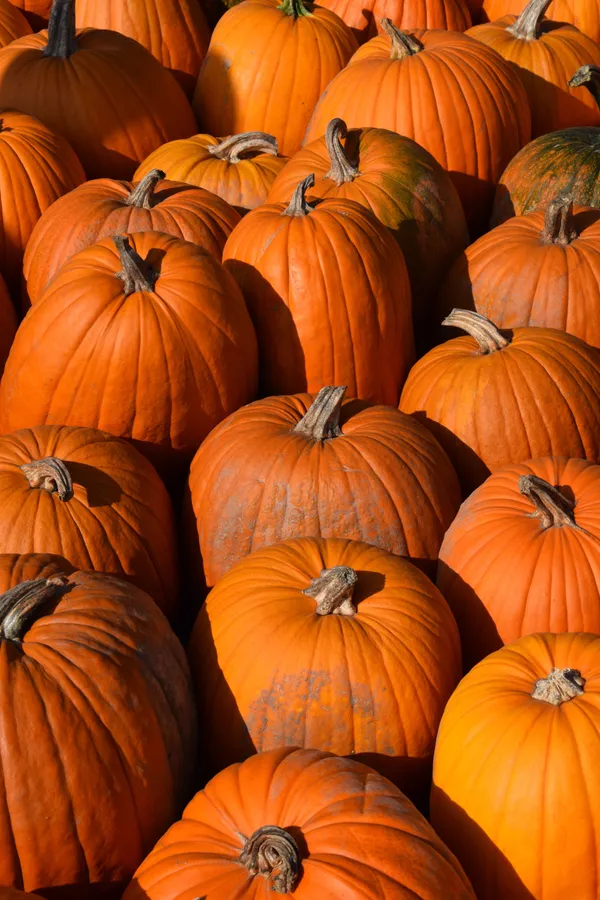 Autumn Pumpkin Patch Texture