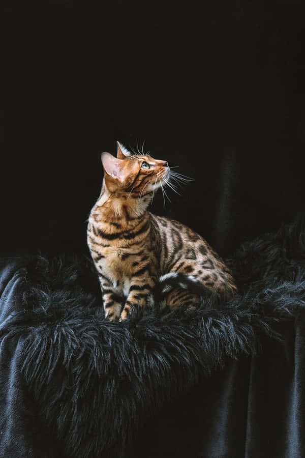 Bengalkatt i elegant pose på svart bakgrund