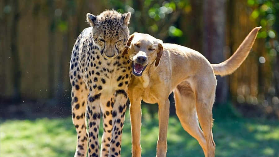 Amizade entre Chita e Cachorro