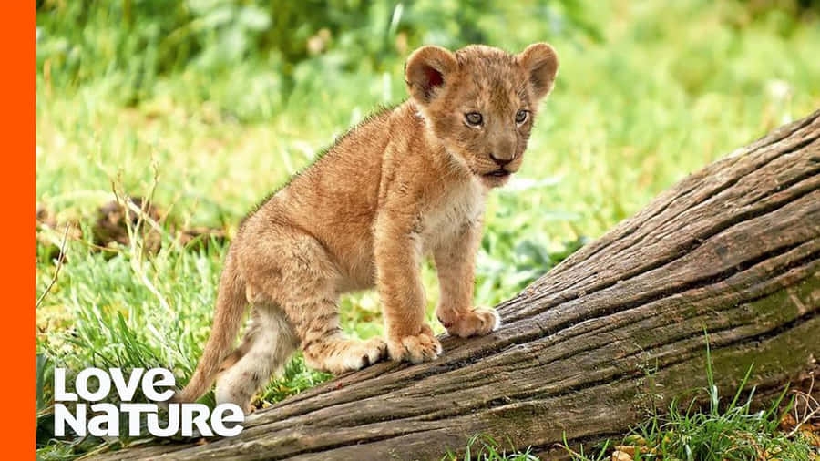 Adorabilecucciolo di leone ruggisce con curiosità