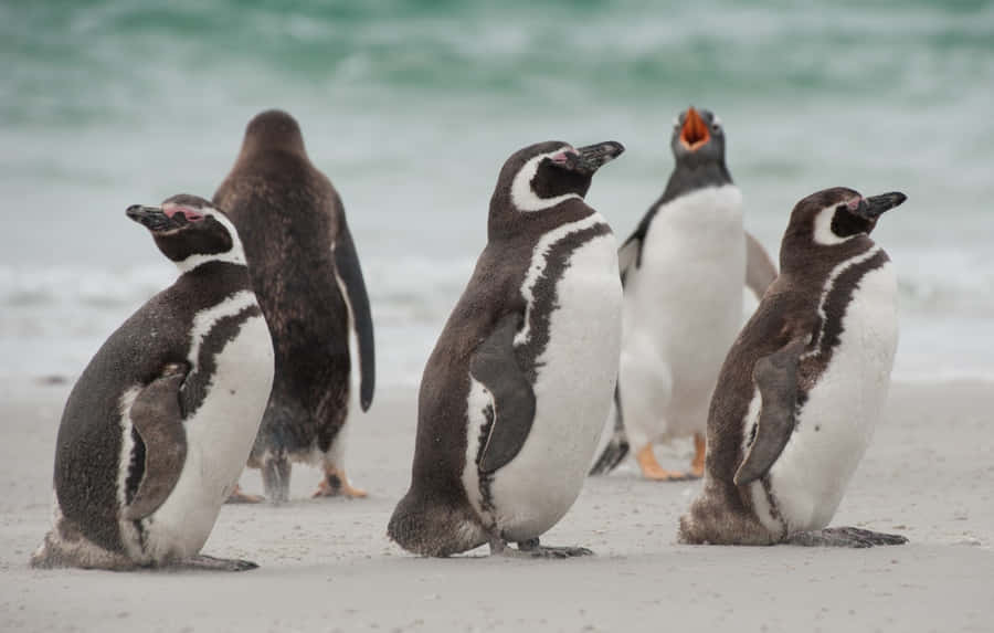 Magellan-Pinguine am Strand