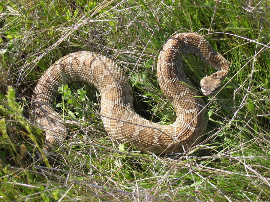 Gekringelter Klapperschlange im Gras