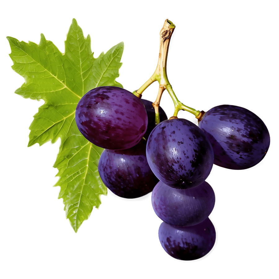 Single Seedless Grape PNG 26
