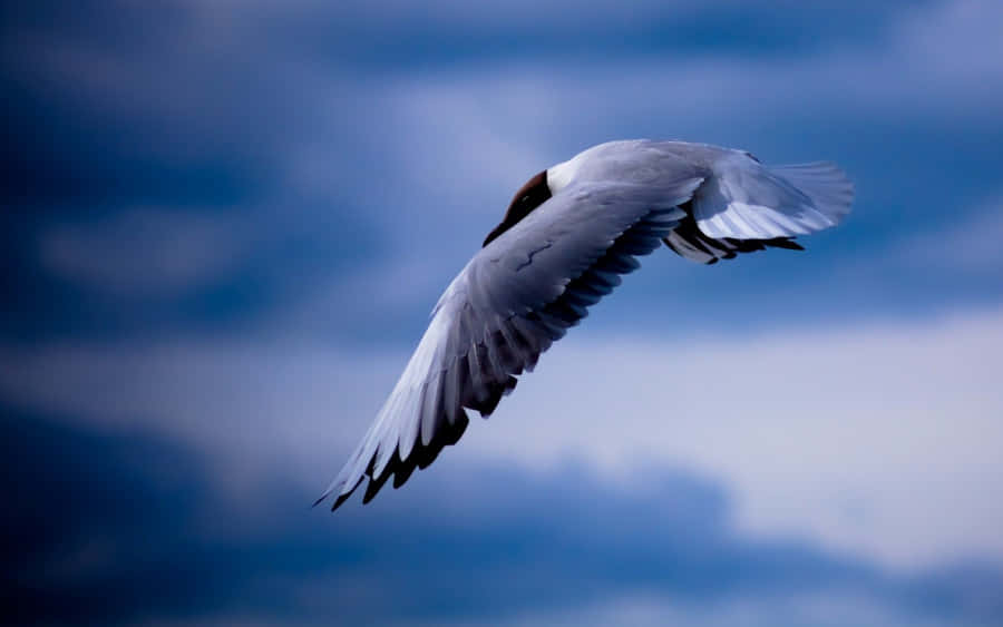 Seemöwe2560 x 1600 Hintergrundbild
