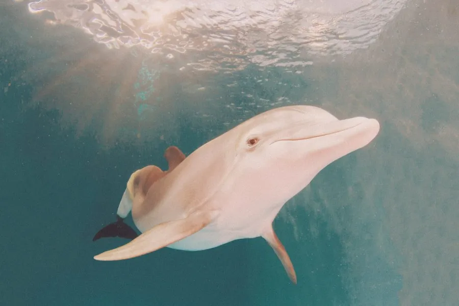 Pink Dolphin
