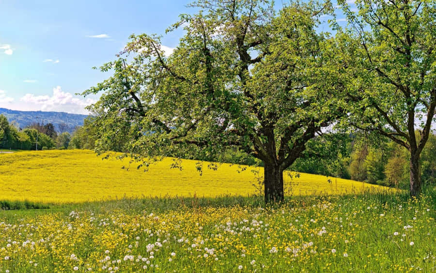 Paisagemde Primavera 1920 x 1200 papel de parede