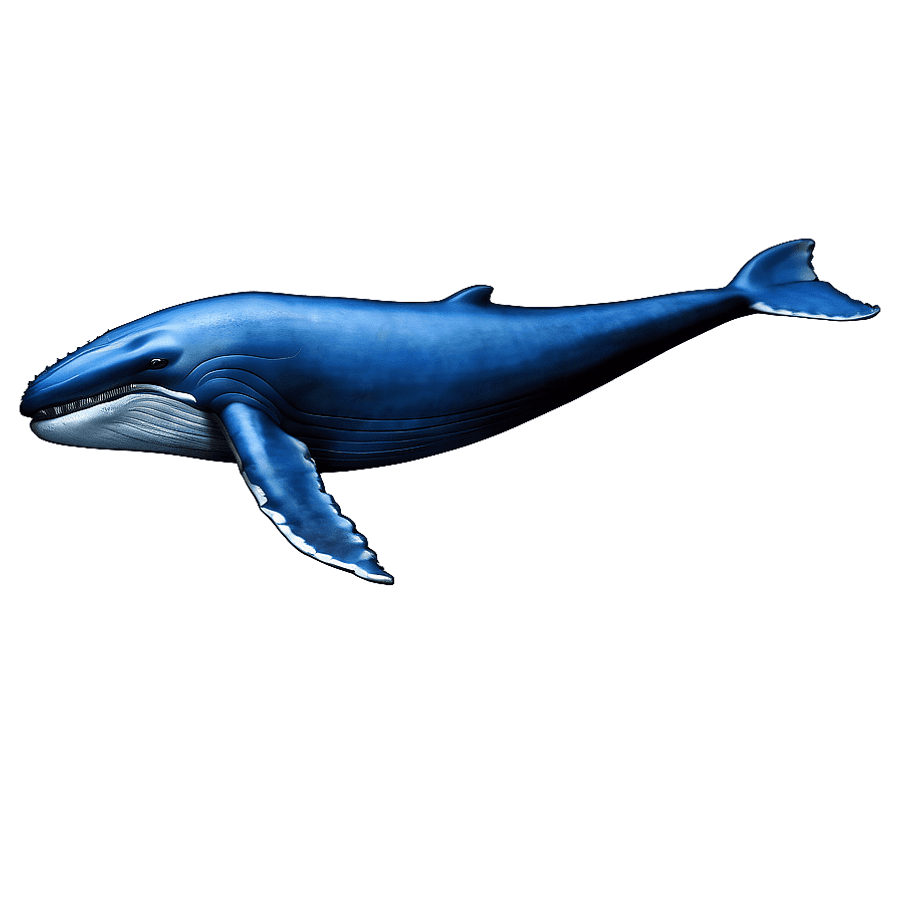 Majestic Blue Whale Artwork PNG gbc
